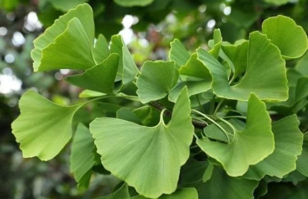 شجرة الجينكو بيلوبا Ginkgo bilobaالسحرية،فوائدها للأنسان؟؟