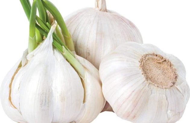 الثوم Allium sativum .....فوائده الطبية والغذائية